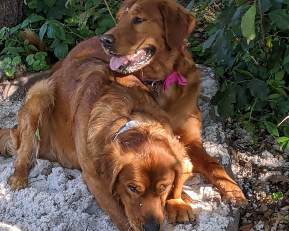 Tally and Angus playing